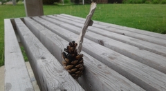 Photo-detente-20190617_074438-Port-Elgin