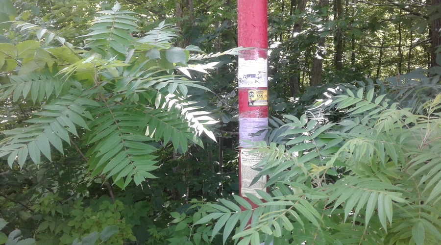 RFEE-3-20190723_143406-Grenville-sur-la-Rouge